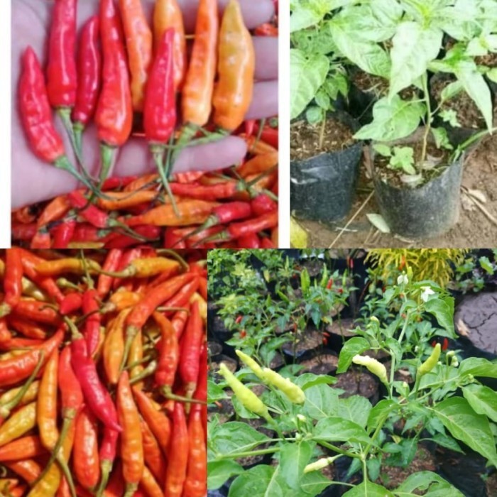 bibit tanaman buah cabai/ cabe setan/ cabe jablay TOPP