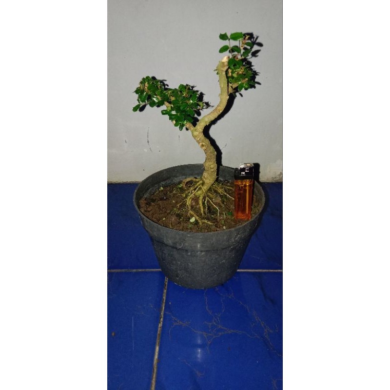 Bahan bonsai mirten duri