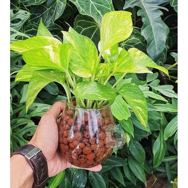 Vas Bunga Kaca Minimalis Hiasan Meja Pot Gelas Bening Tanaman Hias Air