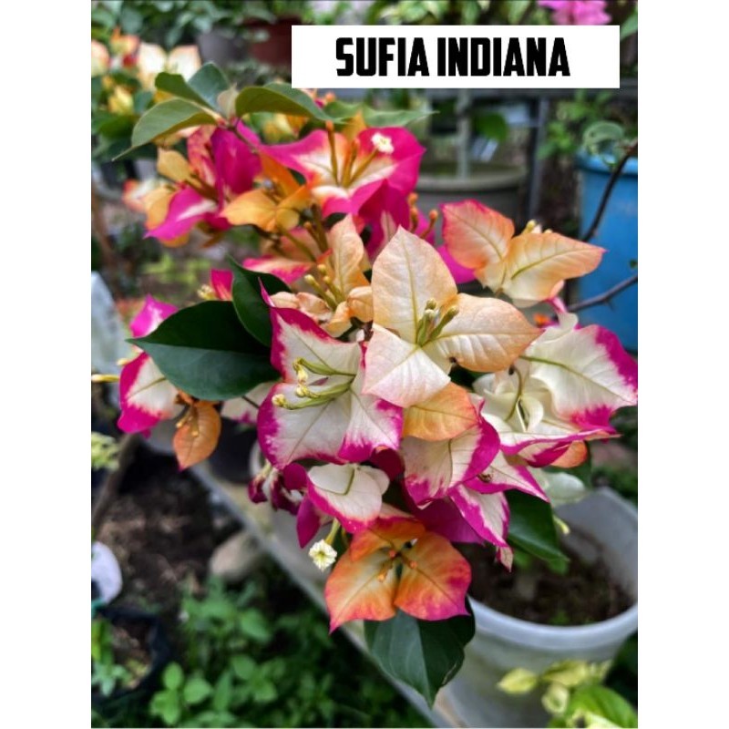 Bougenville sufia indiana