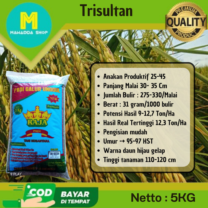 Bibit Padi Unggul Tri Sultan 5Kg