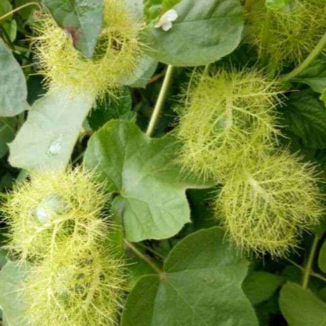 

Online Seeds Buah Rambusa Hijau Herbal Segar - 20 Buah