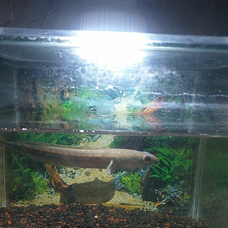 ikan chana yellow sentarum