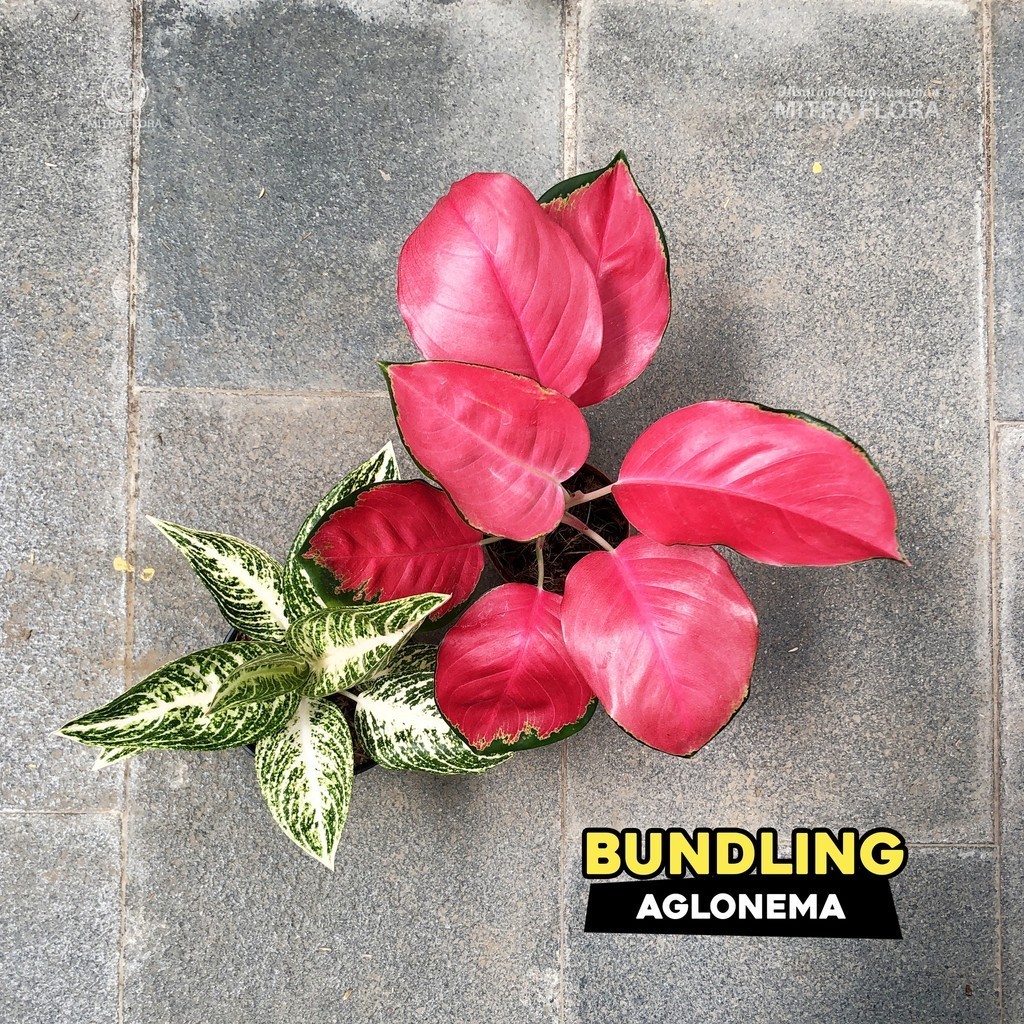 Bundling Aglonema Merah Putih