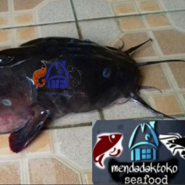 

Ayala - Ikan Sembilang Ikan Laut Segar Seafood