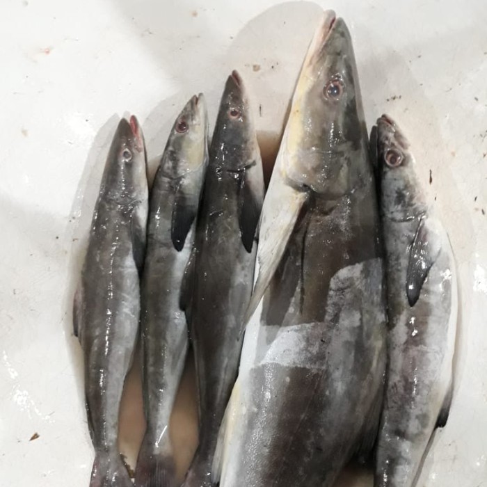 

Ayala - Ikan Kobia / Gabus Laut Seafood Hasil Laut Segar