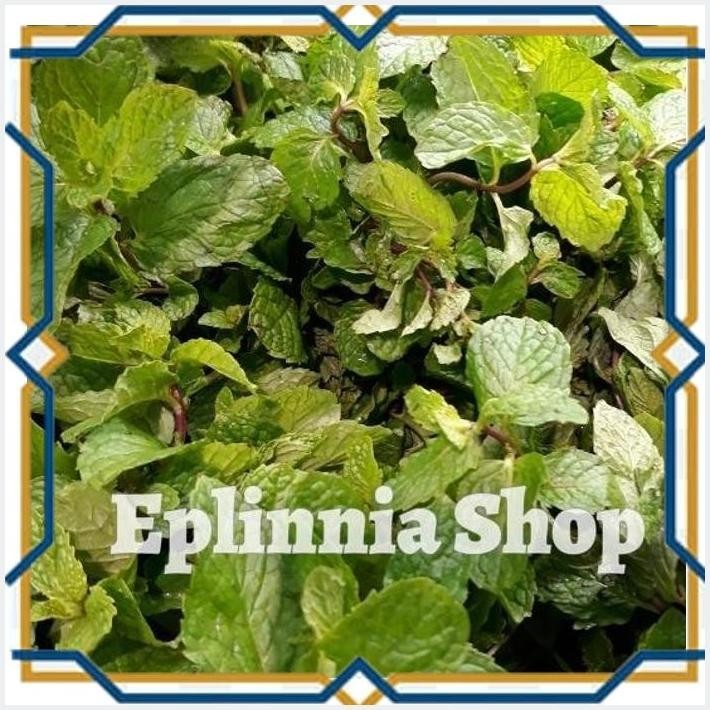 

[EPL] DAUN MINT FRESH SEGAR 200 GR