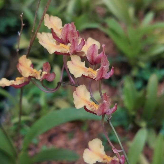 

TERMURAH ONCIDIUM TINY ORANGE | ONCIDIUM TAHITI TERBATAS