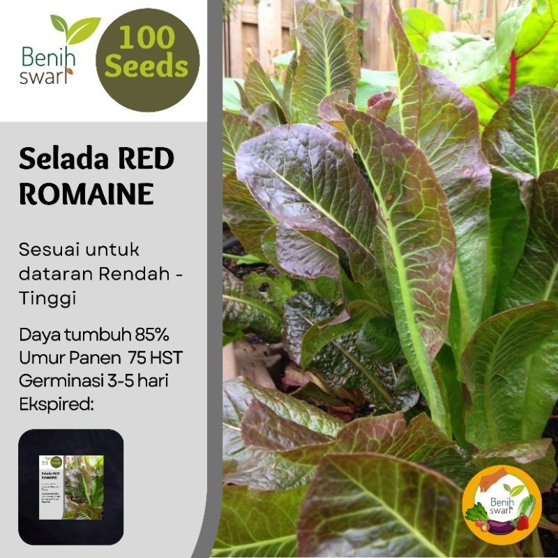 Benih Swari: (isi 100 butir) Benih Selada / Lettuce Red Romaine