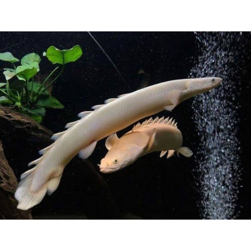 mainan ikan palmas albino