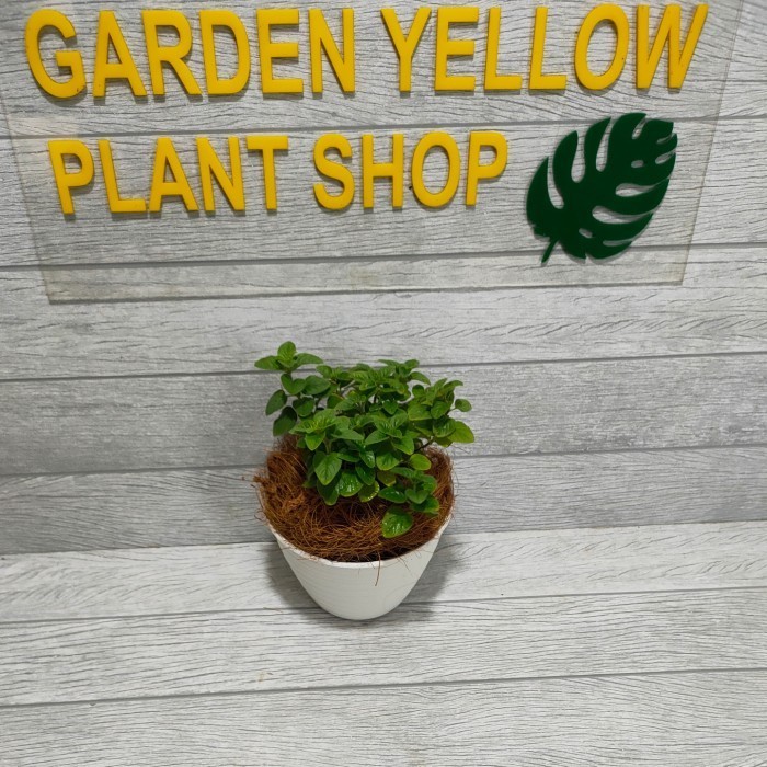 

UE475 TANAMAN HIAS DAUN OREGANO / BUMBU DAPUR / BAHAN MASAKAN + POT PUTIH FREE ONGKIR