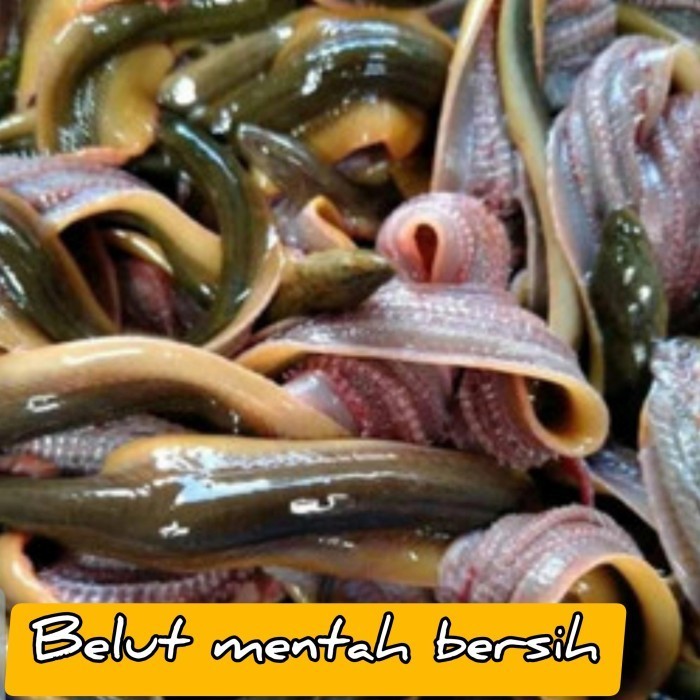 

LL907 belut mentah bersih bahan masakan berkualitas NEW