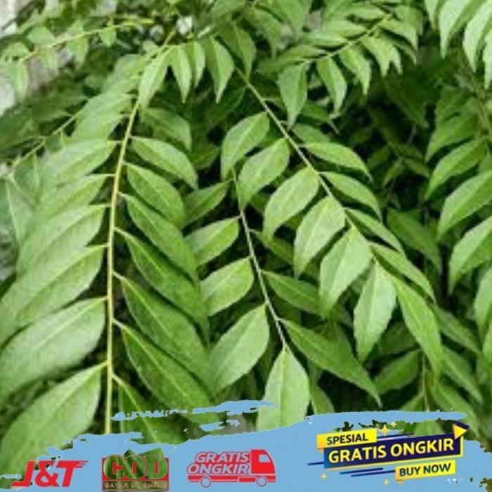 

TODAY DAUN KARI SALAM KOJA SEGAR 15 TANGKAI TODAY