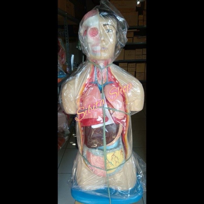 

Torso Pria Anatomi Phantom Alat Peraga Manikin Manekin