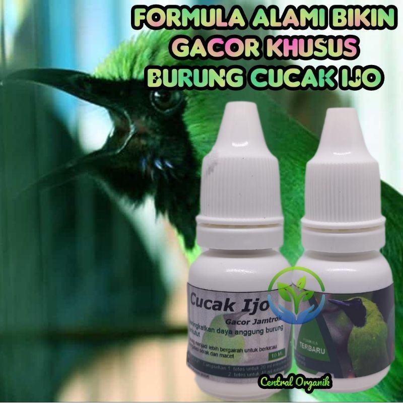 Vitamin Gacor Khusus Cucak Ijo Obat Alami Cucak Ijo Gacor