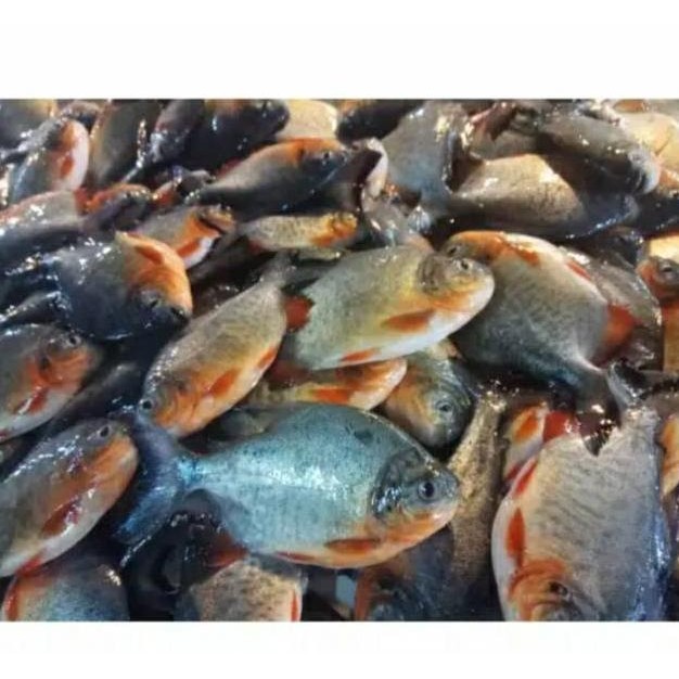 

Ikan Patin / Nila Merah / Mas / Lele / Mujaer / Bawal / Gurame