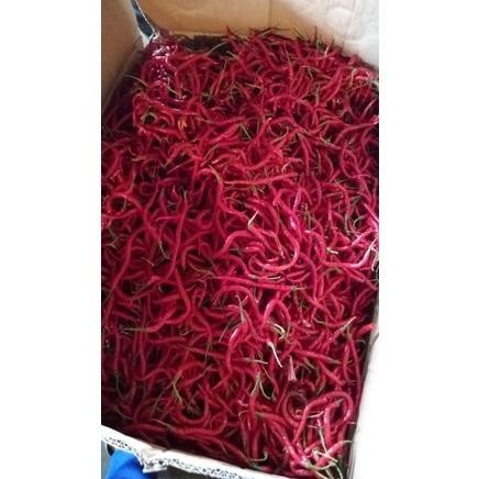 

Cabe / Cabai Kriting Merah Segar / Kg