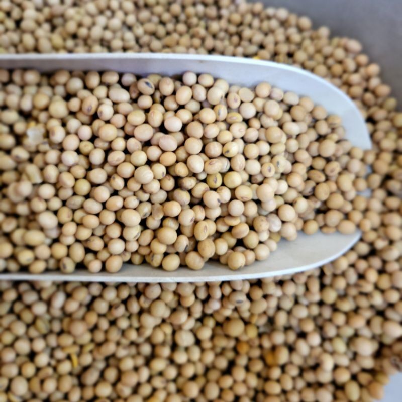 

KACANG KEDELAI 500GR
