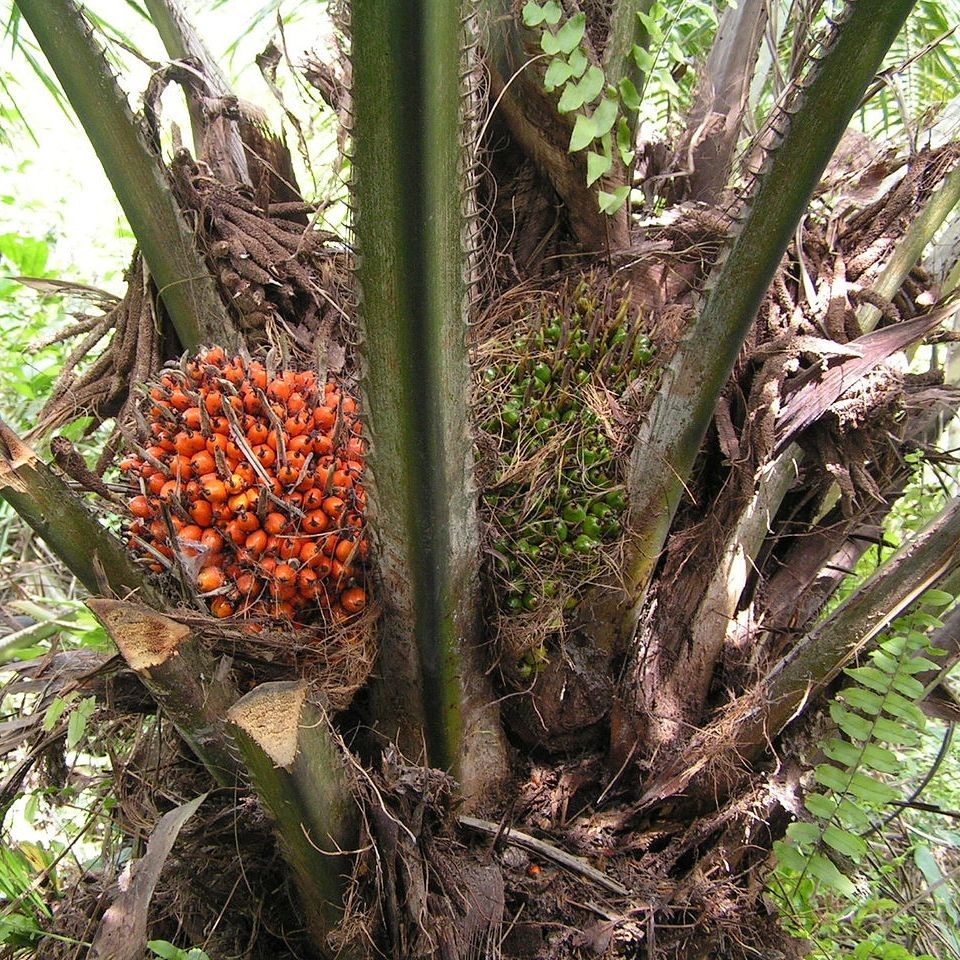 Kedaibenih - Benih Bibit Buah Kelapa Sawit ~ 2 Biji