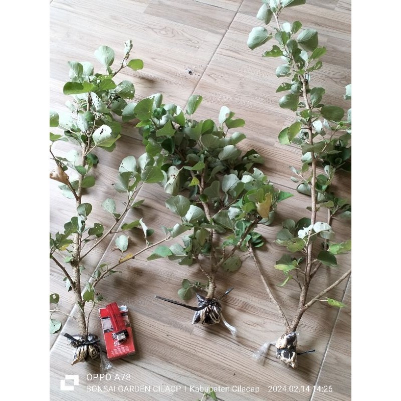 WARU JEPANG ORIGINAL