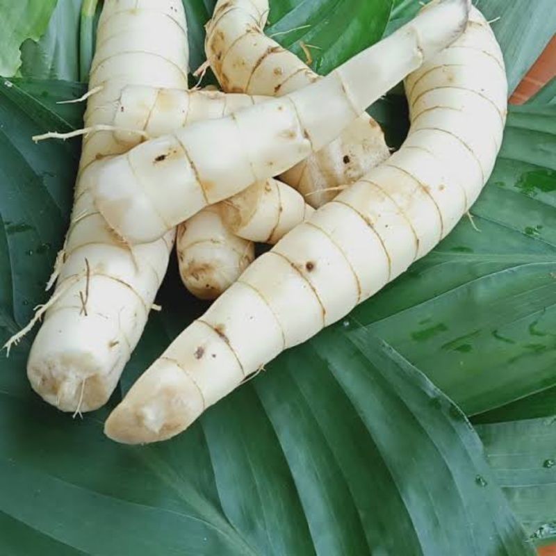 

umbi garut/umbi angkrik/tarigukampung fresh 250gram