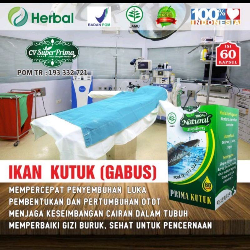 

ikan gabus prima kutuk