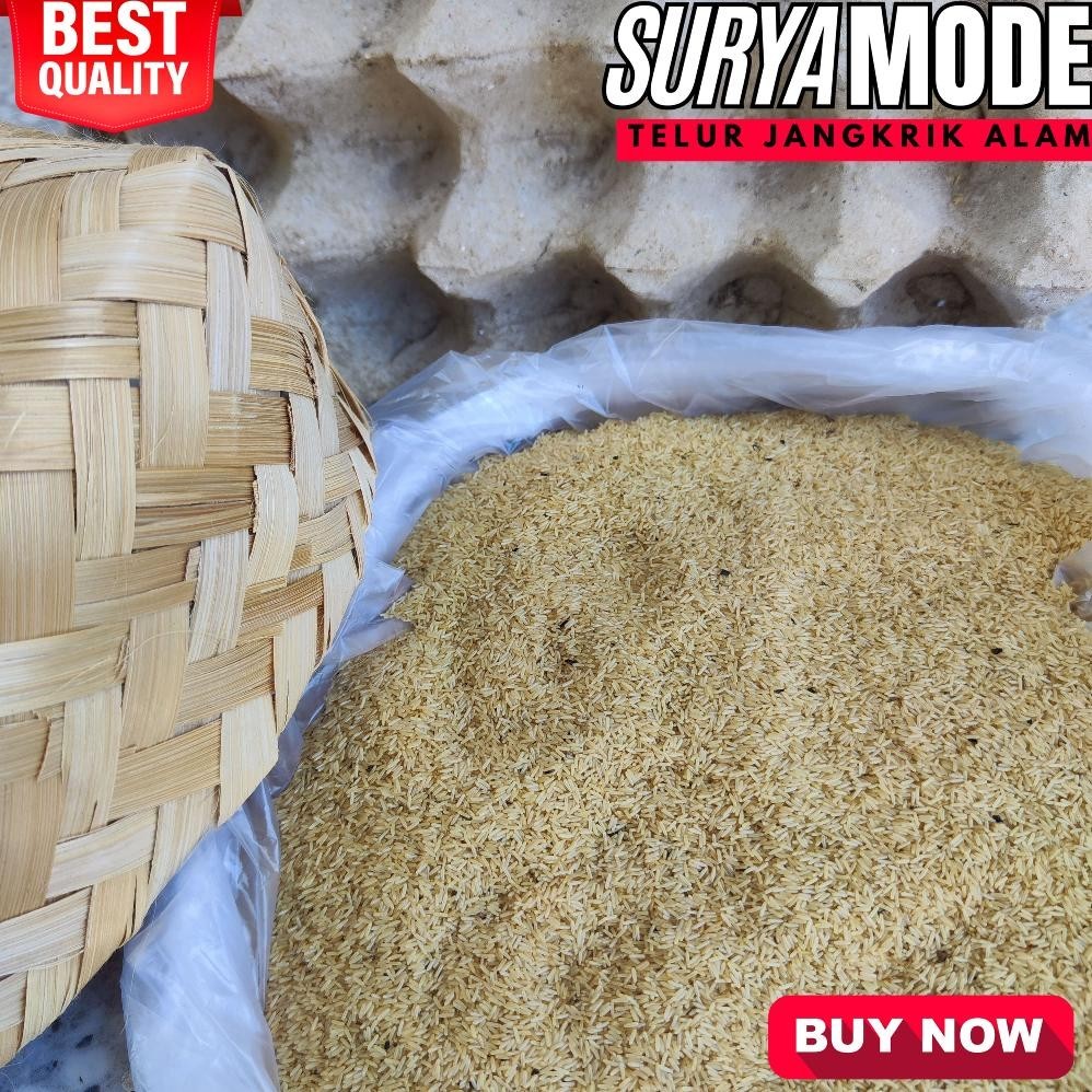 

Ready Stok !! Telur Jangkrik Alam Solo Kualitas Terbaik 100% Menetas