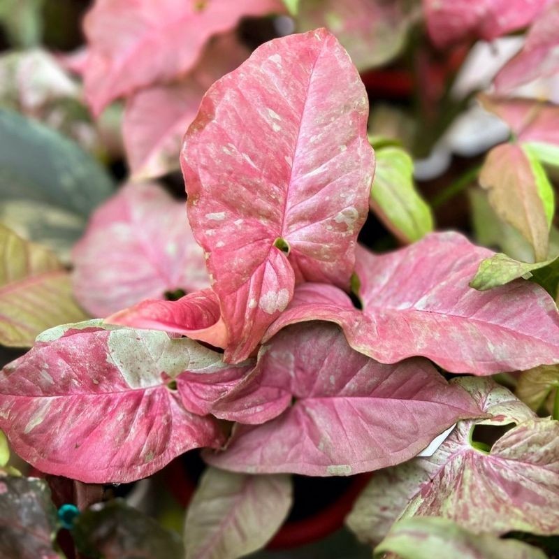 Tanaman Hias Syngonium Pink Candy Bunga Hias Syngonium Singonium Pink Candy Anakan Murah Bibit Tanam