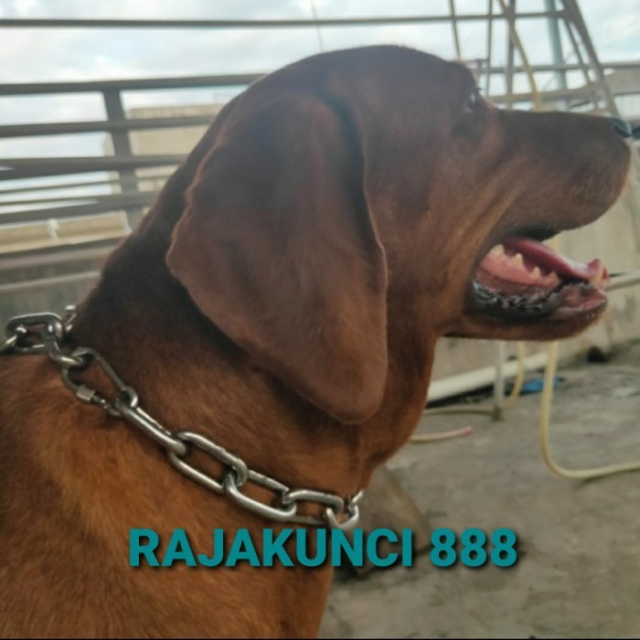 RANTAI LEHER ANJING STAINLESS XXL / RANTAI LEHER ANJING /RANTAI ANJING