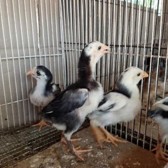 SALE  Ayam Pakhoy Import Ori - Ayam Pakhoy Asli