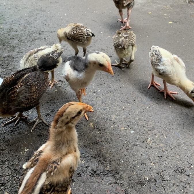 SALE  Ayam Ketawa Super - Ayam Ketawa Kunti Anakan