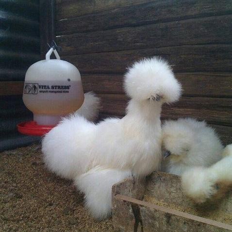 SALE  ayam american silkie Original