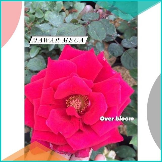 

mawar merah mega 13m4yZ4 tools