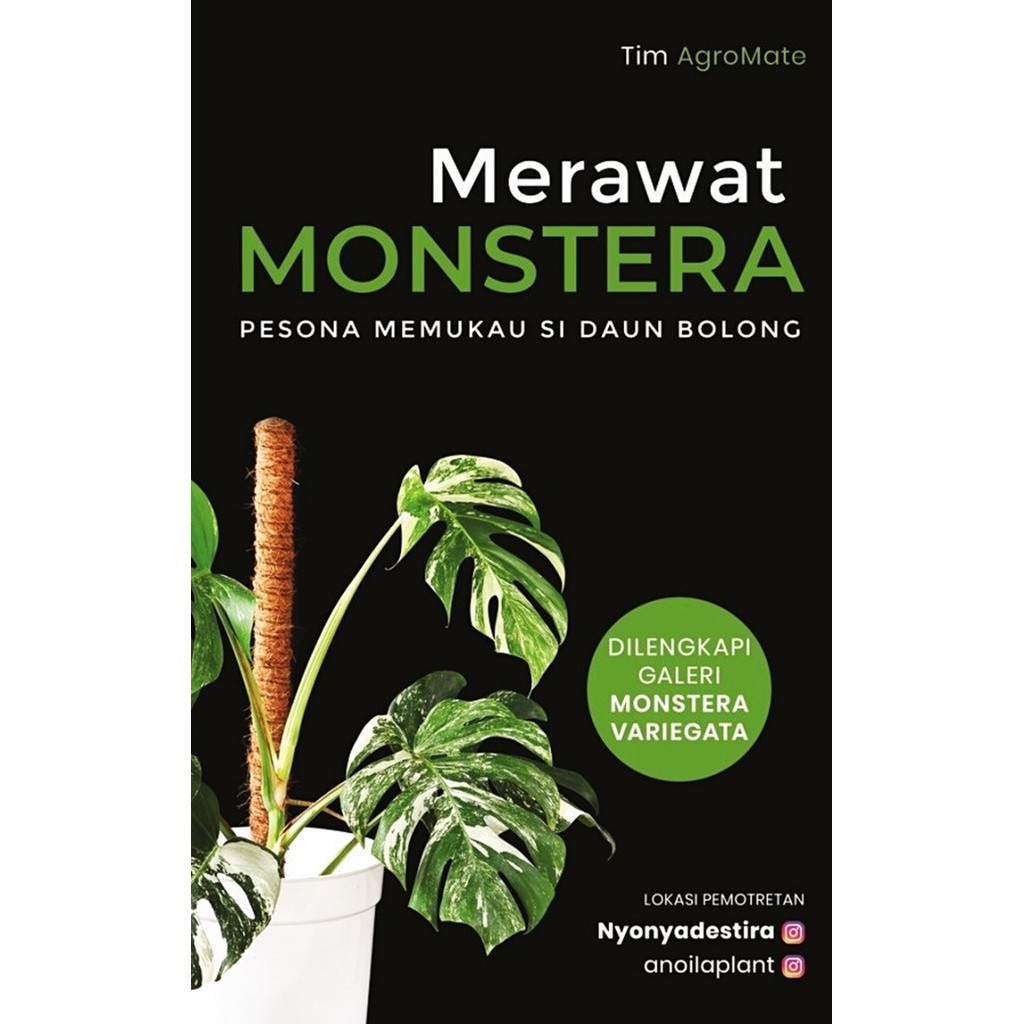 

Merawat Monstera