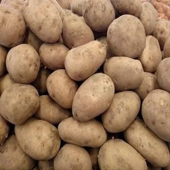 

Kentang Dieng Super 1Kg Murah Meriah Fooxsale