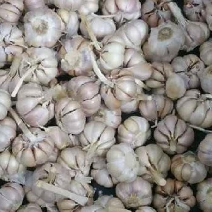 

Bawang Putih Sico 1/2Kg Promo Murah Meriah Service