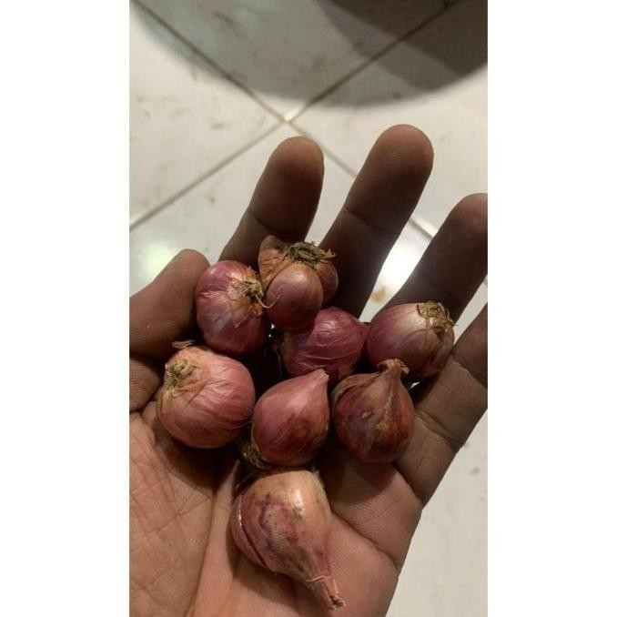 

TERMURAH Bawang Merah Besar Sedang Super Kering 1/2Kg Fresh Dari Petani - BAGUS