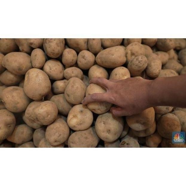 

BARU Kentang Dieng Super Medium 25 Kg Fresh Dari Petani - Shuffel TERJAMIN