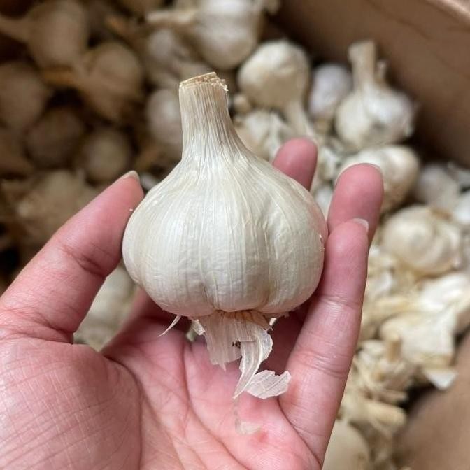 

BERKUALITAS Bawang Putih Kating 500 Gr Kwalitas Premium - Shuffel MURAH