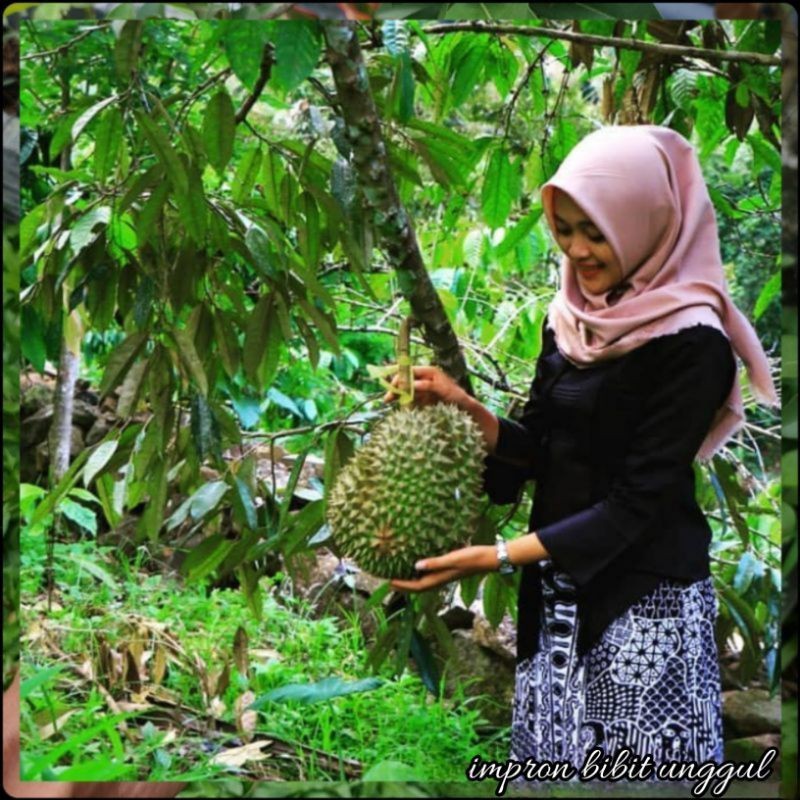 Bibit Durian Montong Kaki 3 super