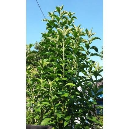 

BUBUK DAUN AFRIKA SELATAN / SAMBUNG NYAWA ISI 1KG RO40