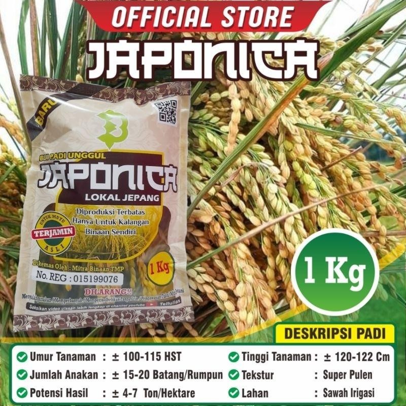 

Biji Padi Beras Jepang / Japan / Japonica / Biji Padi Unggul Jepang Kualitas Terbaik