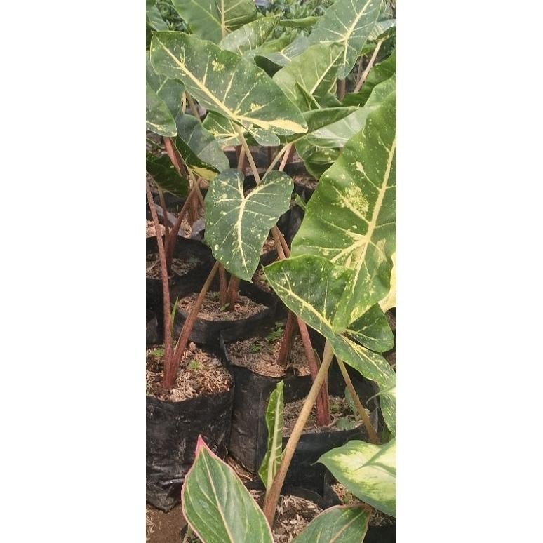 ALOCASIA NEW GUINEA GOLD SENTE GOLDEN SENTE KUNING SENTE VARIGATA KUNING TANAMAN HIAS TERBARU