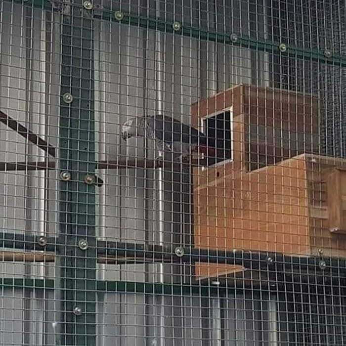 Glodok Kakatua / Afgrey / Bayan