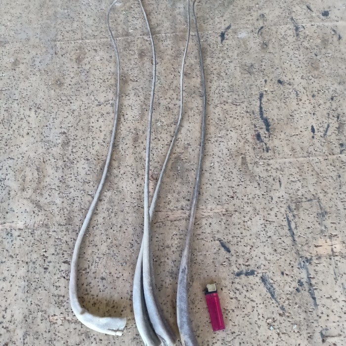 Ekor Ikan Pari Kering Untuk Hiasan Dinding Kerajinan