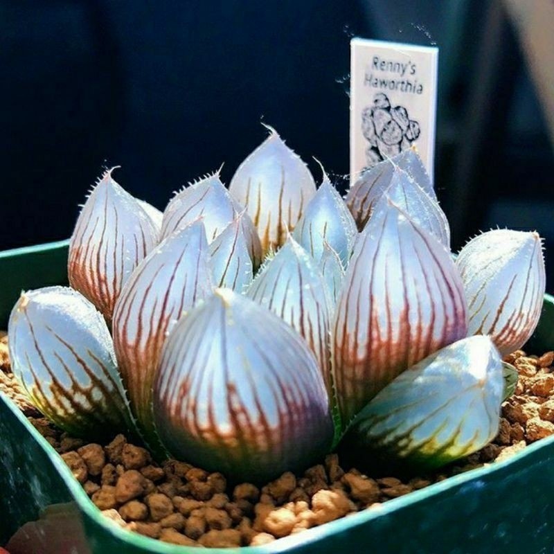 BENIH BIJI BIBIT SUKULEN ANGGUR IMPORT