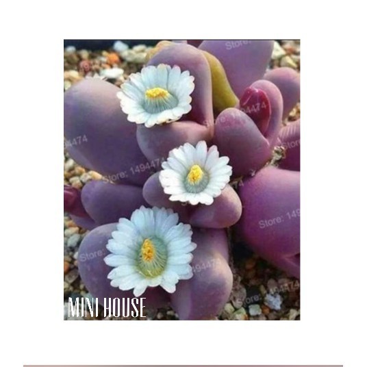 BIJI BIBIT BENIH SUKULEN BESAR IMPORT