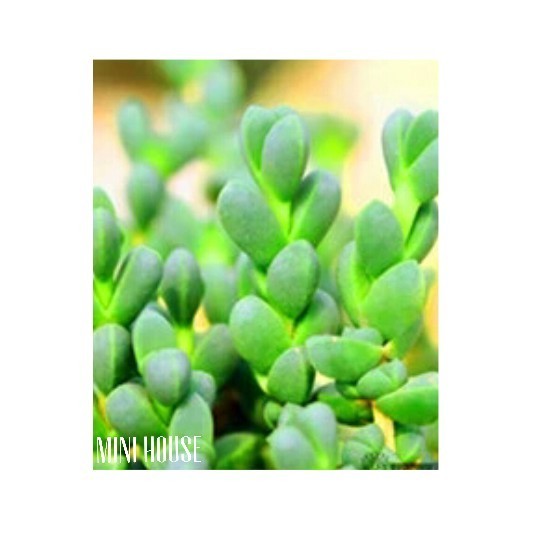 BIJI BIBIT BENIH SUKULEN HIJAU IMPORT