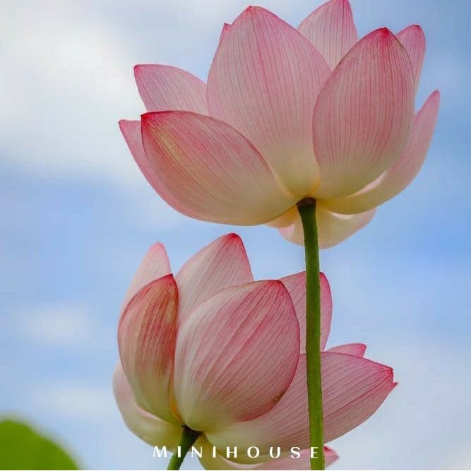 BENIH BIBIT BIJI LOTUS TERATAI AIR IMPORT