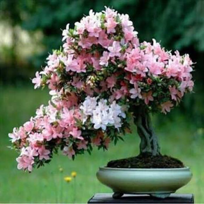 biji bibit benih bonsai sakura import / Bonsai Sakura
